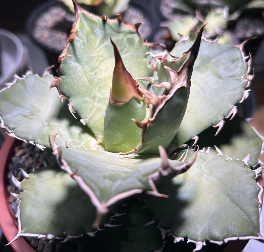 oaxaca oteroi実生 2023ブルー葉 極厚バンド(オアハカ オテロイ