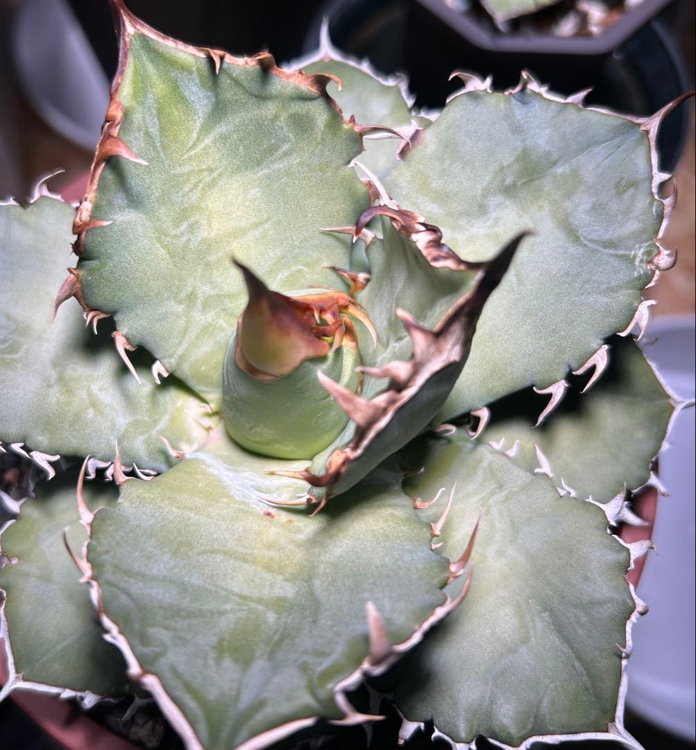 oaxaca oteroi実生 2023ブルー葉 極厚バンド(オアハカ オテロイ