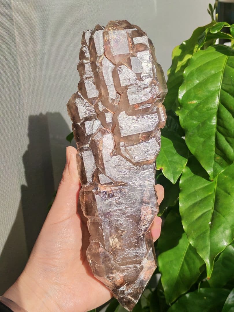 稀少　スモーキージャカレー水晶　ワニ水晶　骸骨水晶　原石　置物　天然石　標本