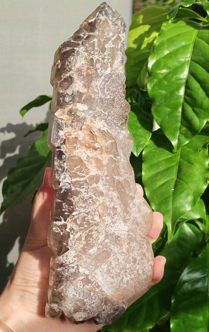 稀少　スモーキージャカレー水晶　ワニ水晶　骸骨水晶　原石　置物　天然石　標本