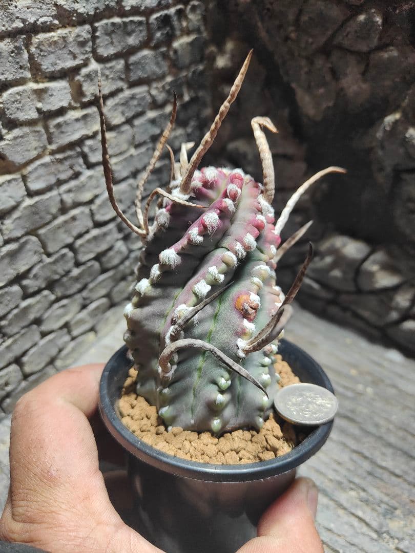 サボテン　奇厳大鳳玉　激レア