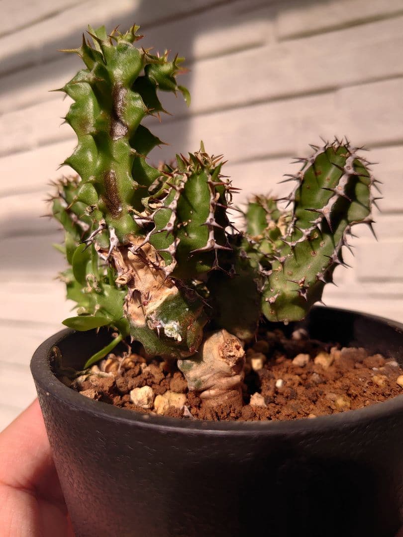 【さりお】ユーフォルビア ムランジーナ