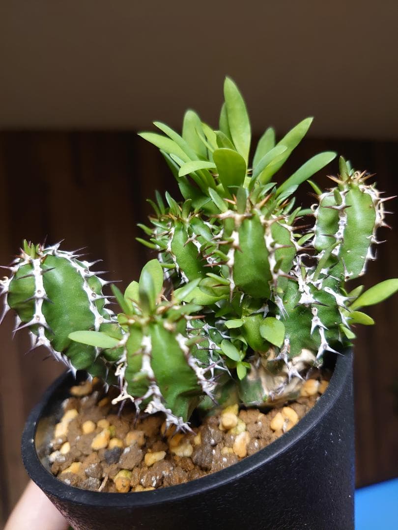 【さりお】ユーフォルビア ムランジーナ