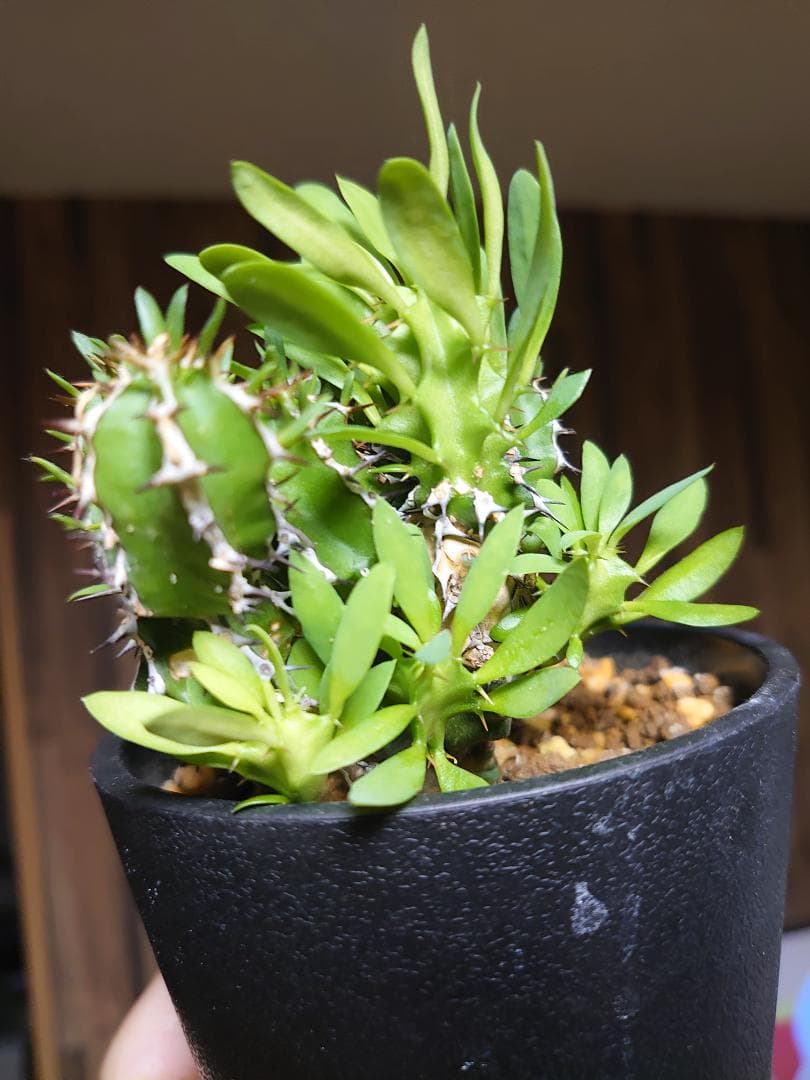 【さりお】ユーフォルビア ムランジーナ