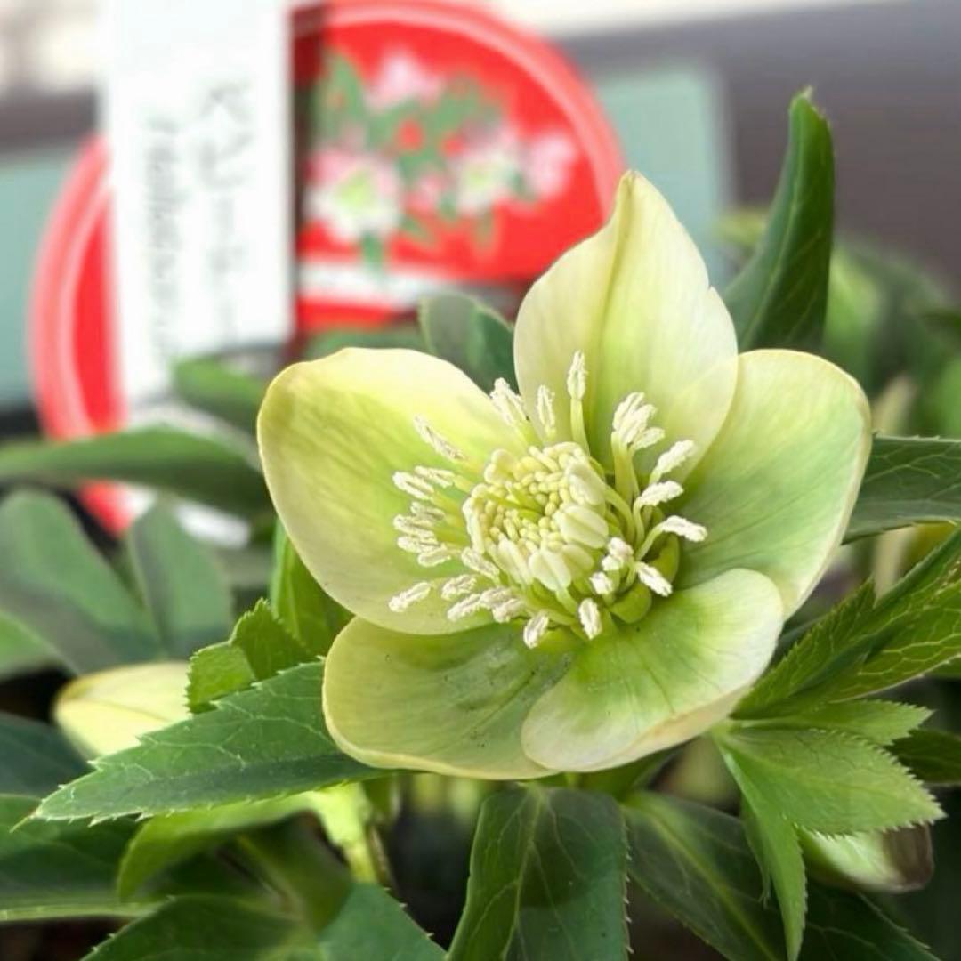 まい様　リクエスト　おまとめ3点