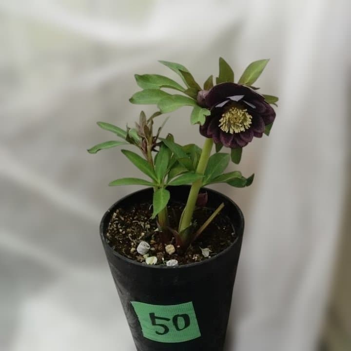 野田園芸。クリスマスローズ。ダブル。開花株。No50