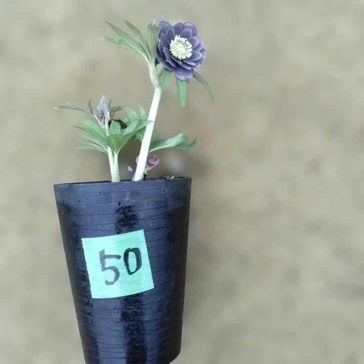 野田園芸。クリスマスローズ。ダブル。開花株。No50