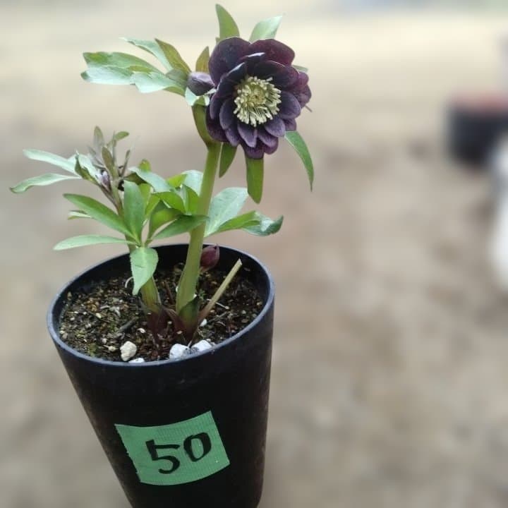 野田園芸。クリスマスローズ。ダブル。開花株。No50