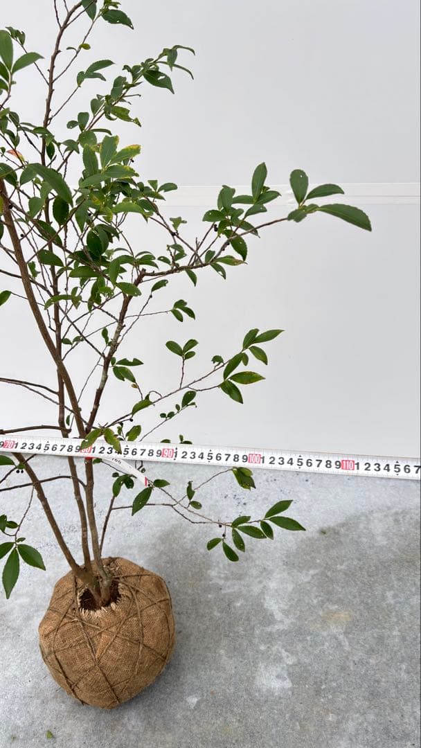 自然な樹形が美しい 山採りの ヒサカキ 700 樹高1.9m位 ヒメサカキ 姫榊