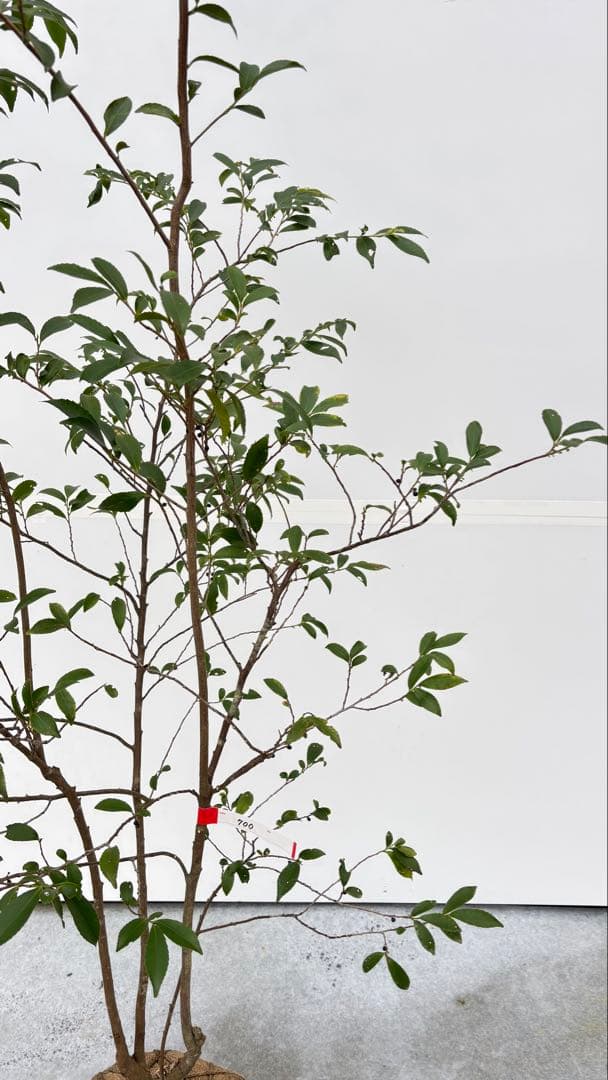 自然な樹形が美しい 山採りの ヒサカキ 700 樹高1.9m位 ヒメサカキ 姫榊