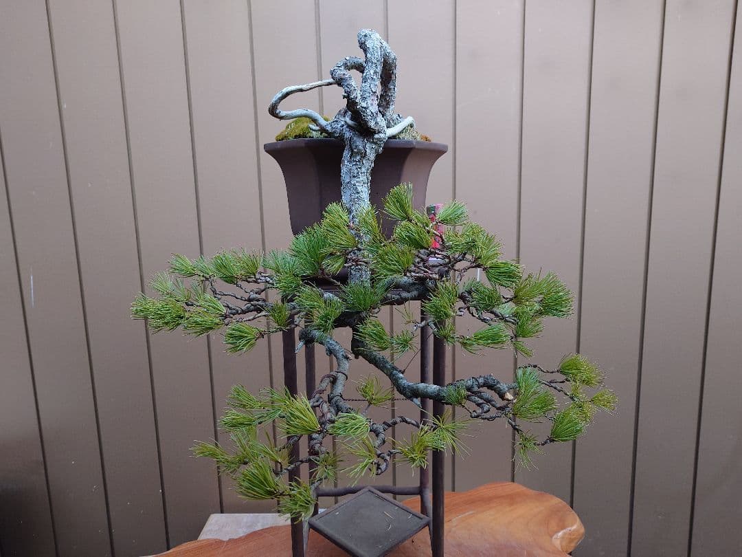 盆栽　五葉松　上下45cm