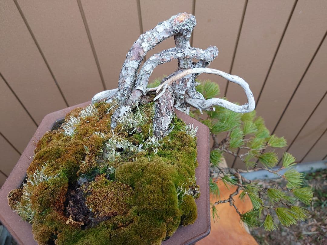 盆栽　五葉松　上下45cm