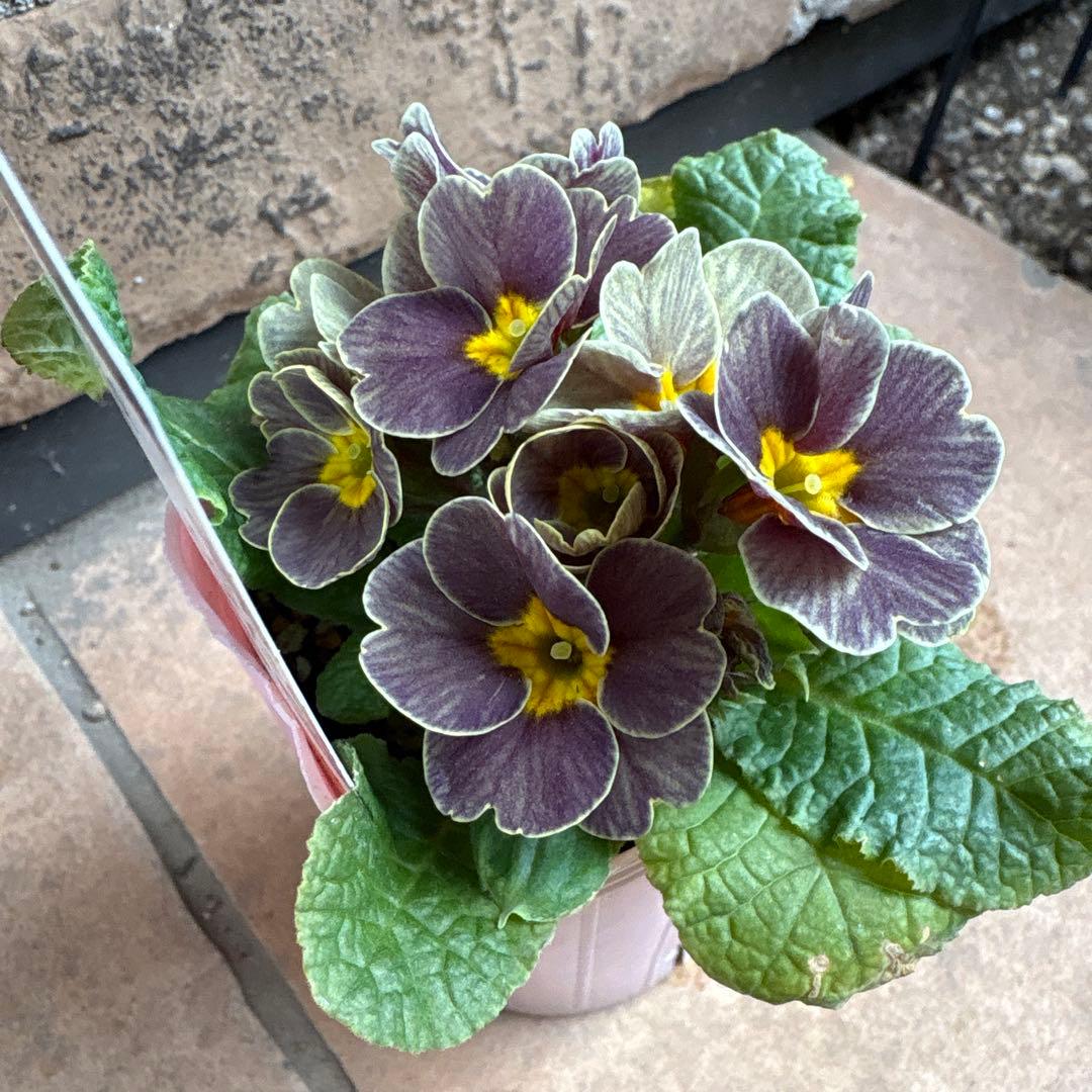 プリムラ・レトロボックス