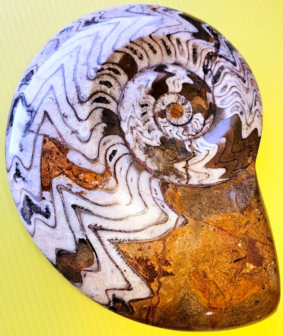 約4億年以上前‼️超希少✡️ゴニアタイト