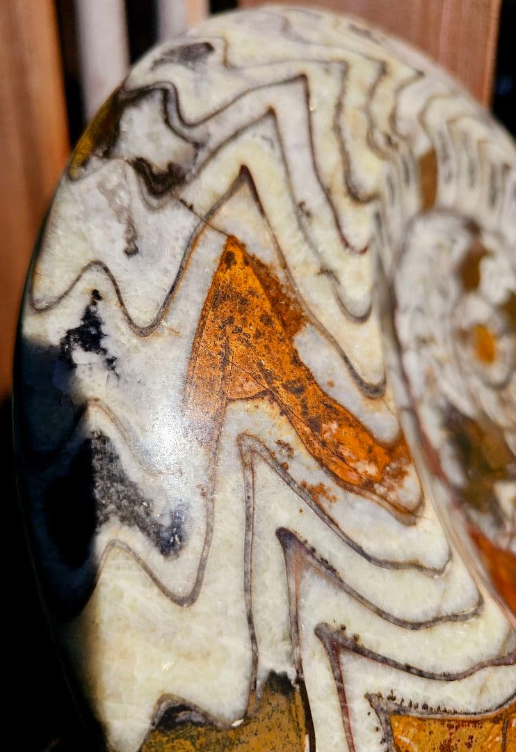 約4億年以上前‼️超希少✡️ゴニアタイト