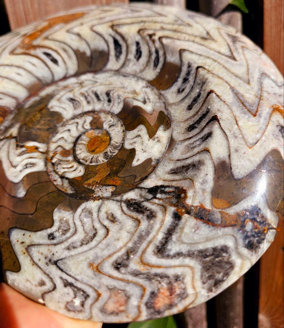 約4億年以上前‼️超希少✡️ゴニアタイト