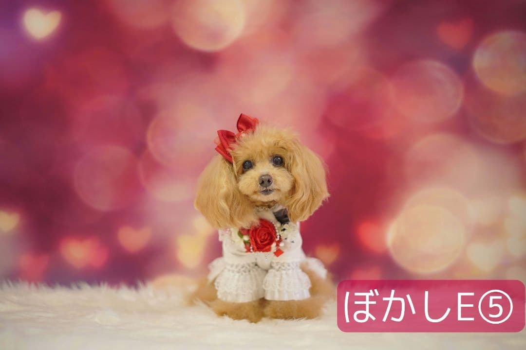 バレンタイン背景布【ハートC】サンプル　ペット撮影用　トリミングチョーカー販売中