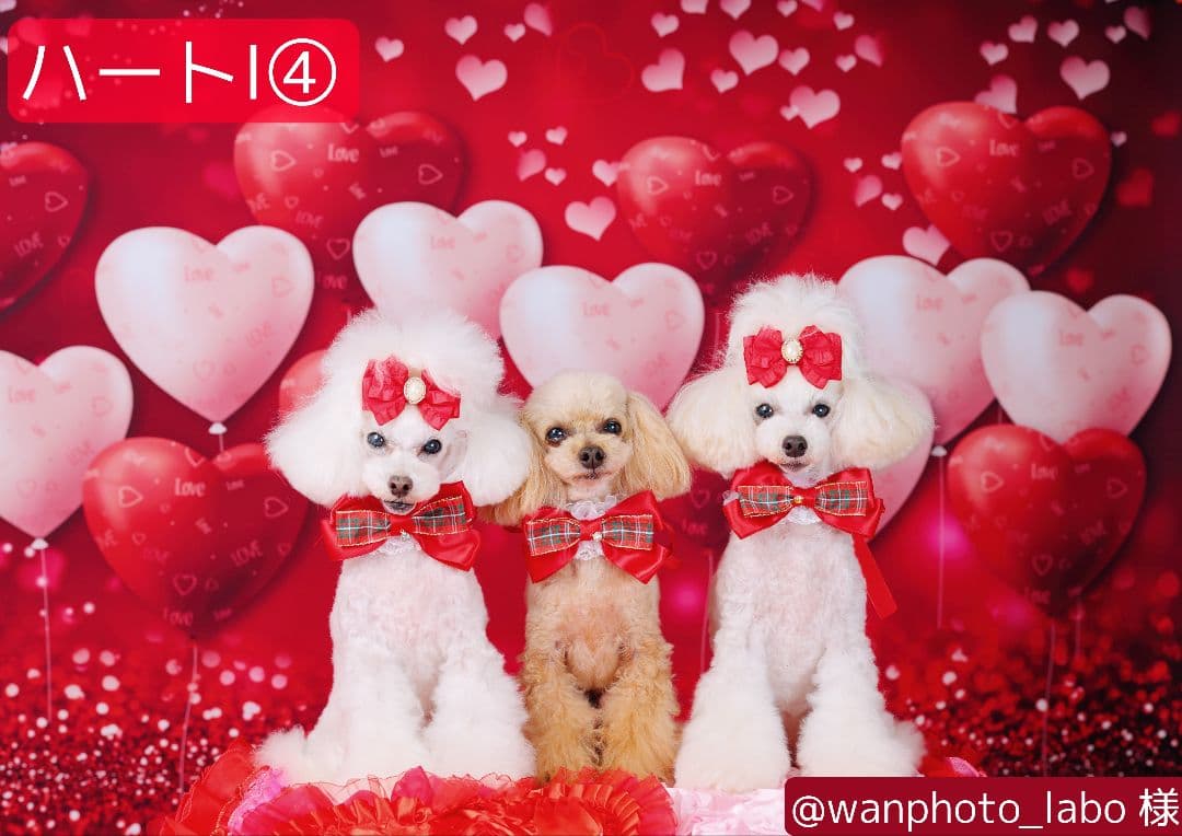 バレンタイン背景布【ハートC】サンプル　ペット撮影用　トリミングチョーカー販売中