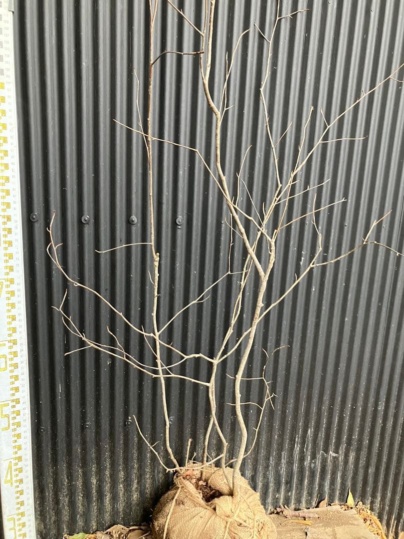 山採り　アズキナシ