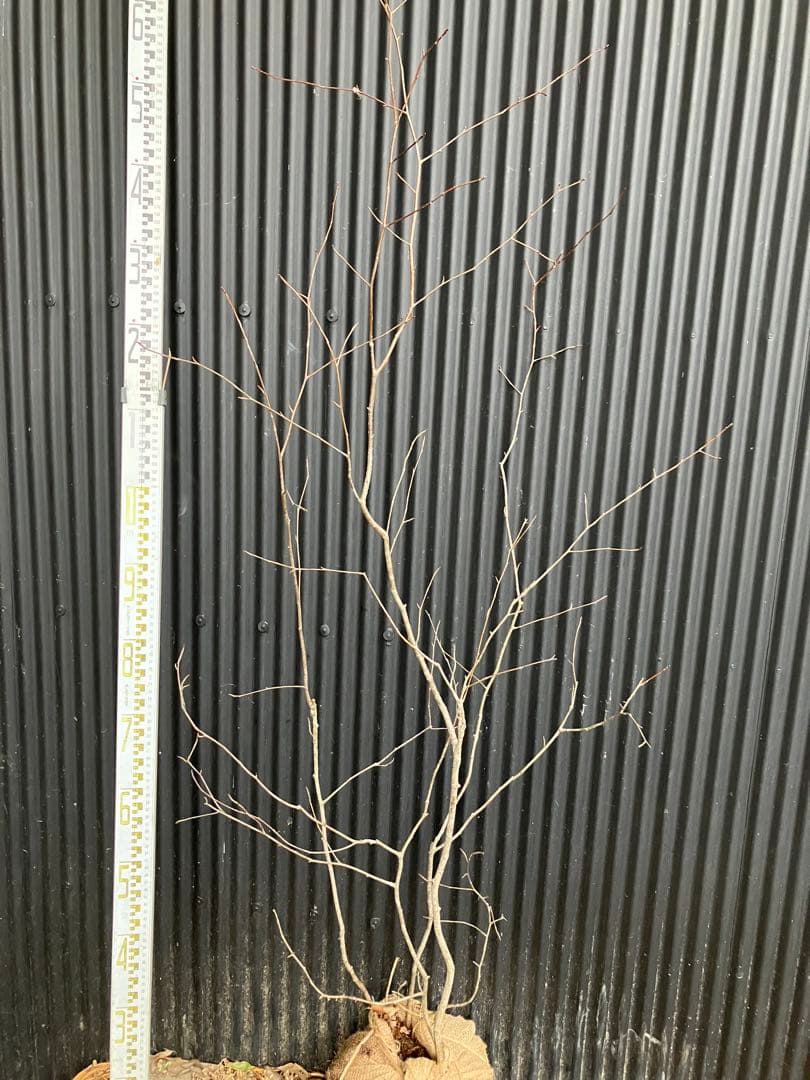 山採り　アズキナシ