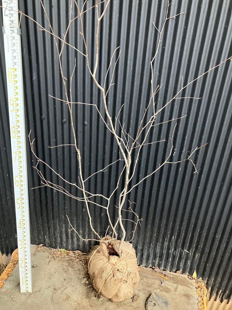 山採り　アズキナシ