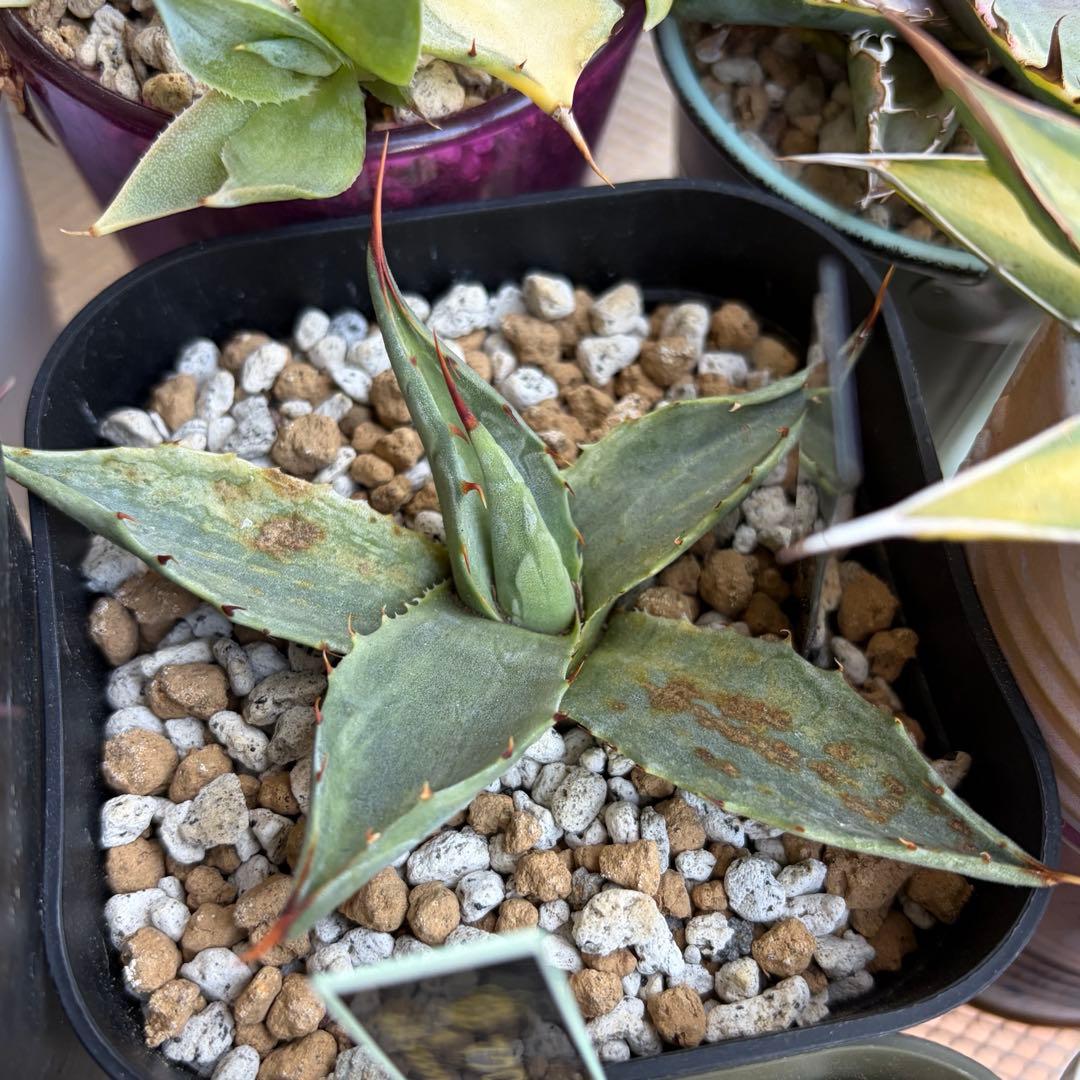 アガベ　激レア　ジェントリーモンタナ縞斑