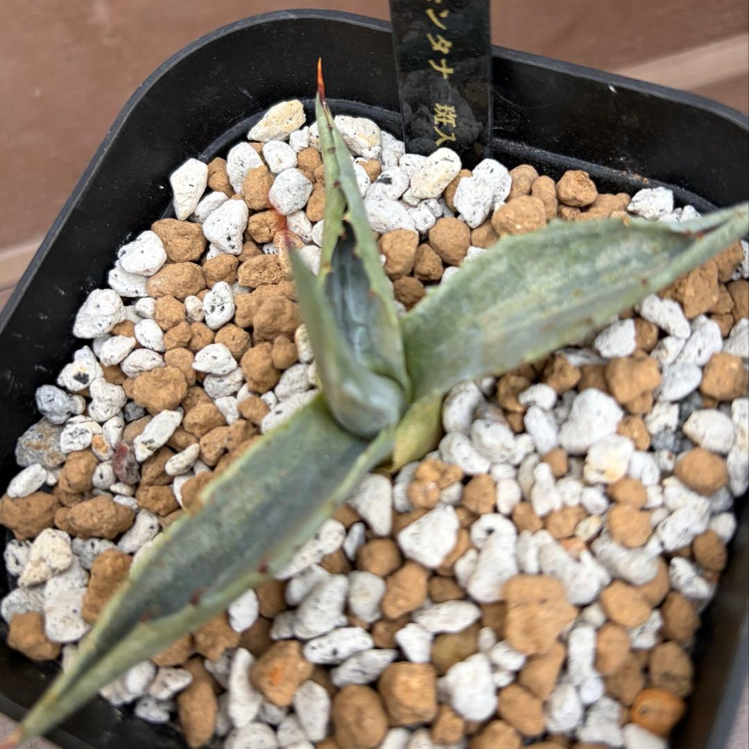 アガベ　激レア　ジェントリーモンタナ縞斑