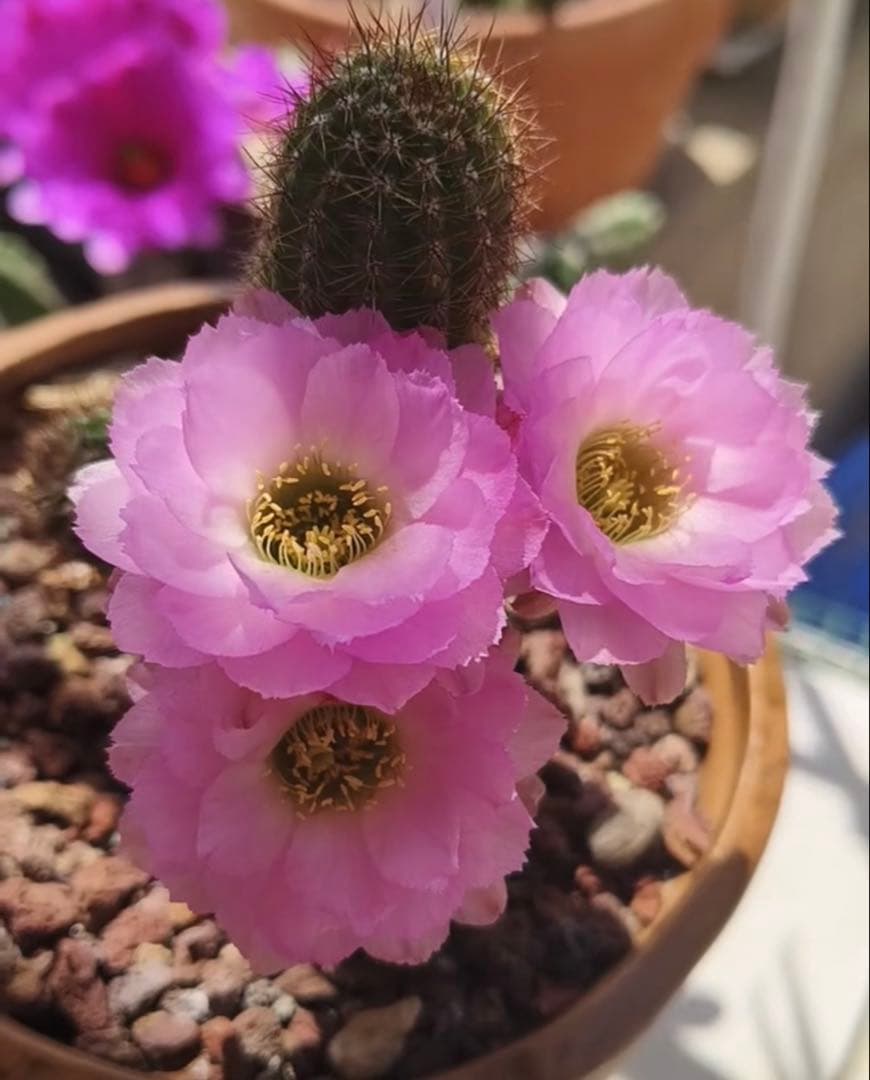 多肉植物　花サボテン　白檀 リンカーンの華麗なピンク