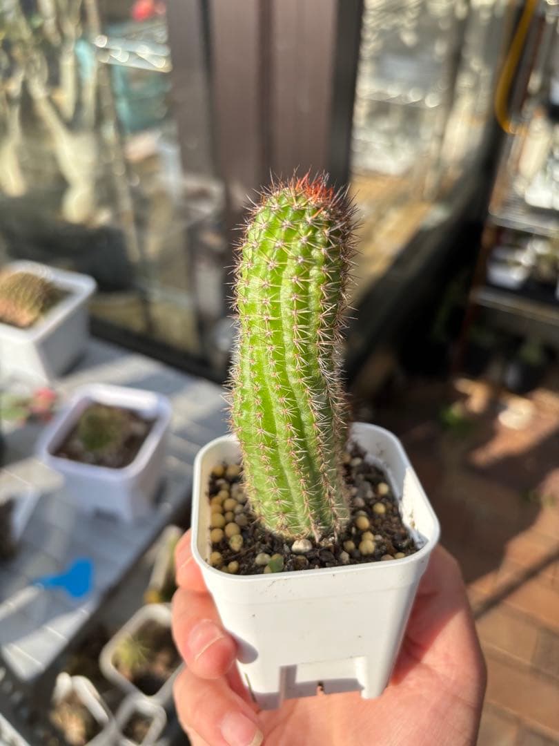 多肉植物　花サボテン　白檀 リンカーンの華麗なピンク