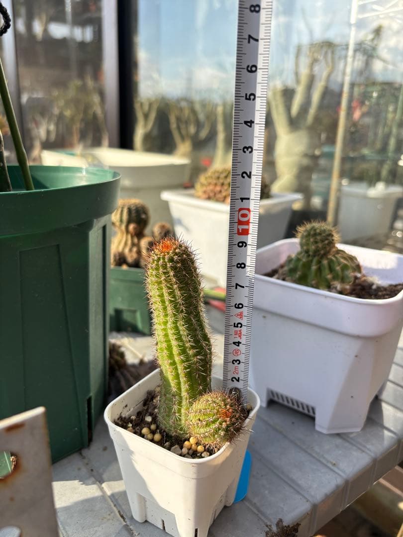 多肉植物　花サボテン　白檀 リンカーンの華麗なピンク