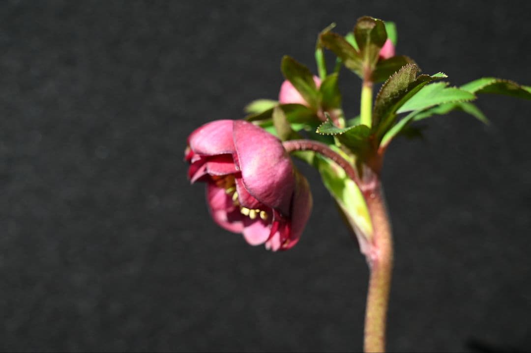 クリスマスローズ　ddカップ咲きレッドパープル　加藤農園