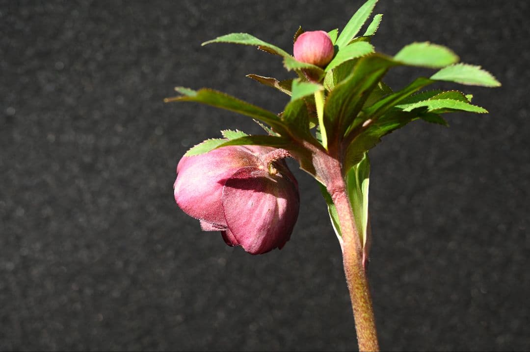 クリスマスローズ　ddカップ咲きレッドパープル　加藤農園