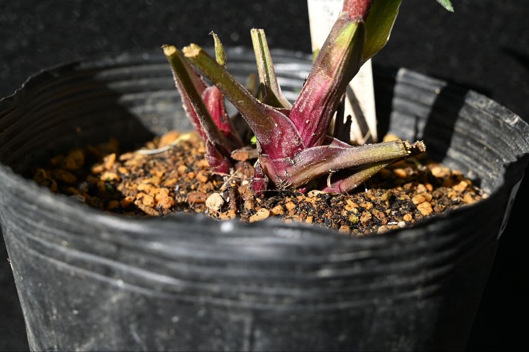 クリスマスローズ　ddカップ咲きレッドパープル　加藤農園