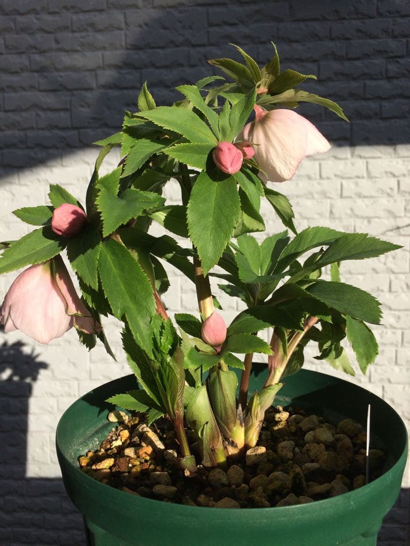 クリスマスローズ　ヨシノ　よしの