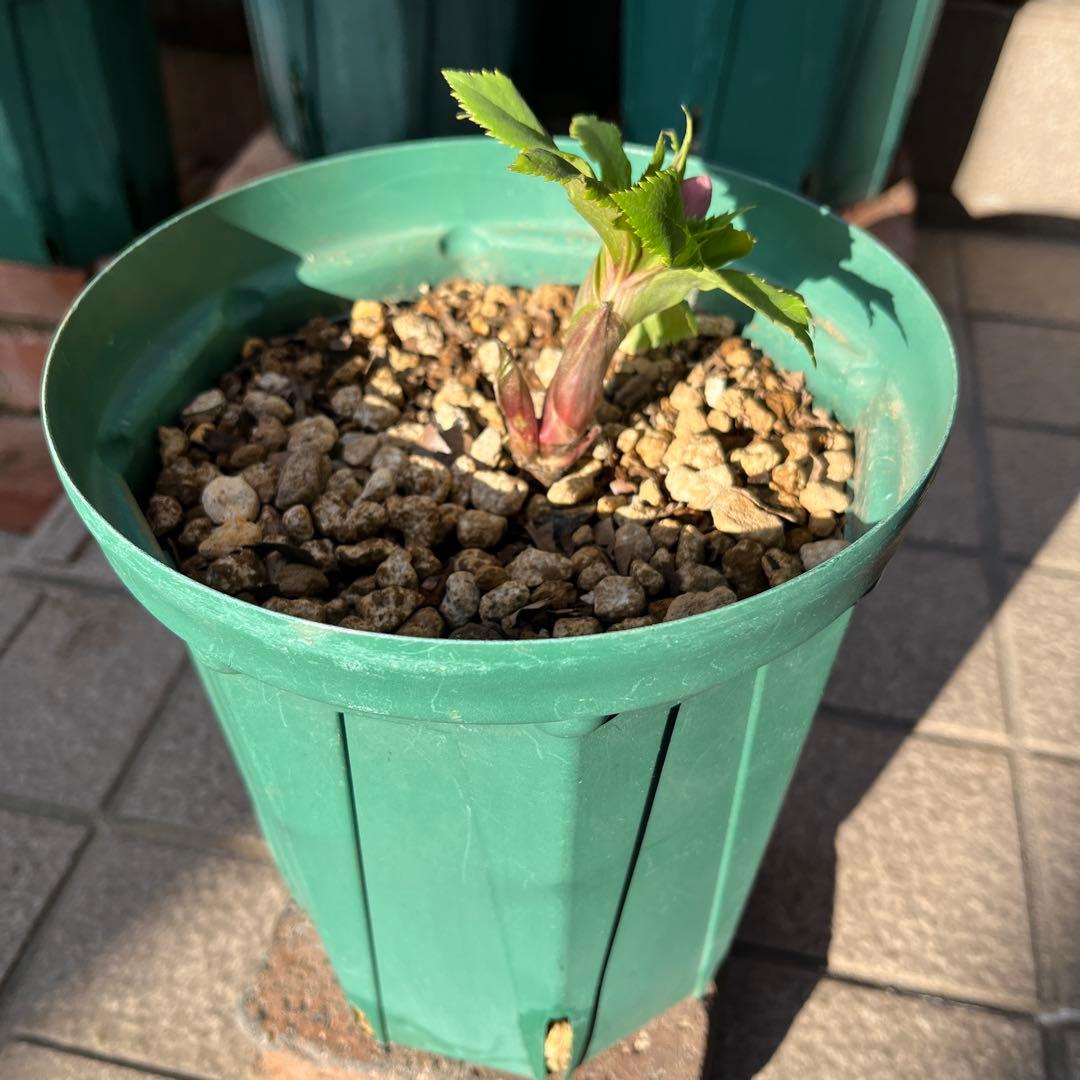 クリスマスローズ　ヨシノ　よしの