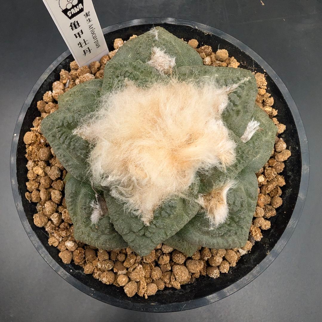 ね*こ様 亀甲牡丹(大疣タイプ) 実生 鉢植えメルカリ便送料込み