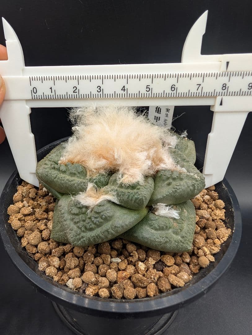 ね*こ様 亀甲牡丹(大疣タイプ) 実生 鉢植えメルカリ便送料込み