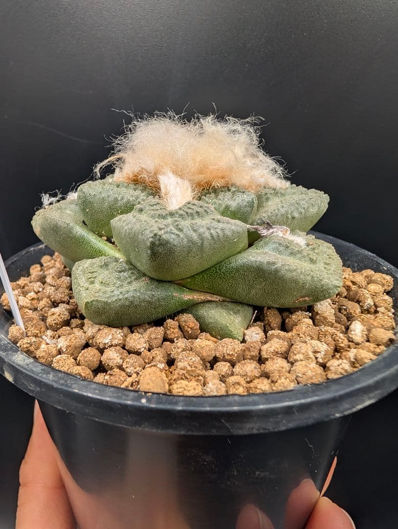 ね*こ様 亀甲牡丹(大疣タイプ) 実生 鉢植えメルカリ便送料込み