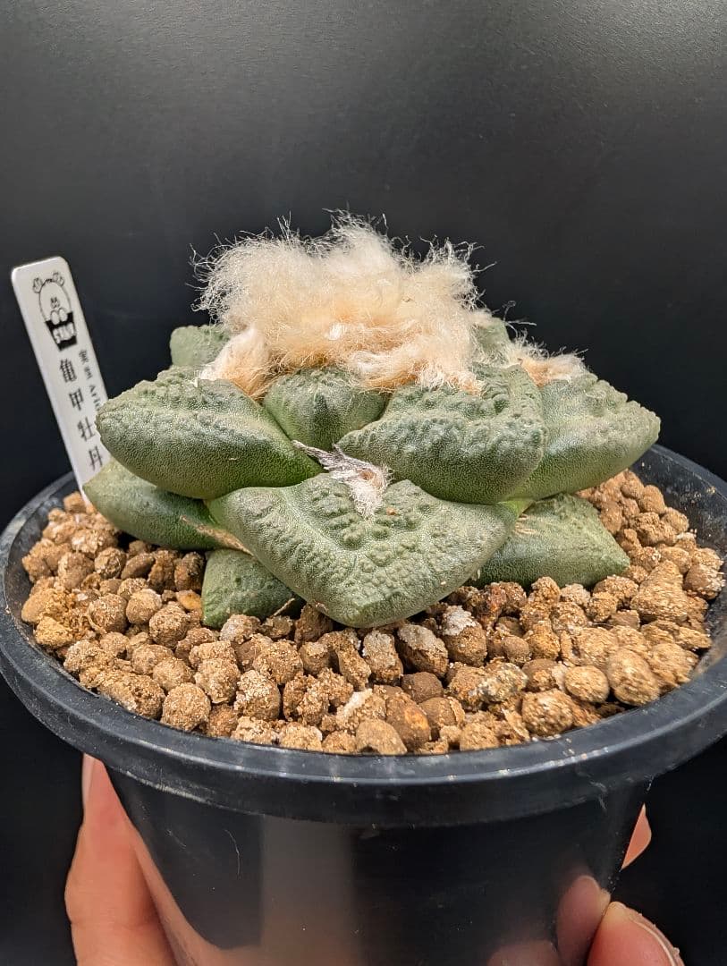 ね*こ様 亀甲牡丹(大疣タイプ) 実生 鉢植えメルカリ便送料込み