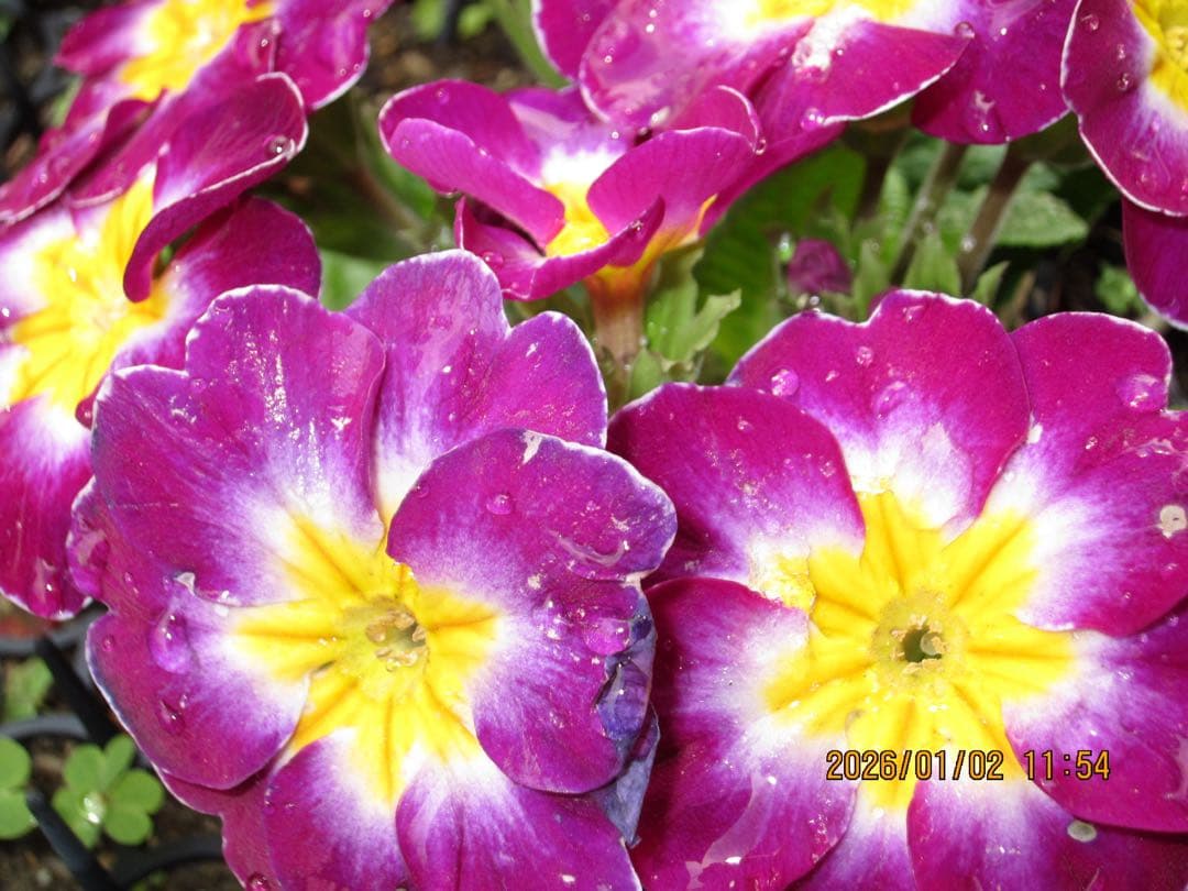 キヤノン　IXY 30S シルバー　イクシー　CANON IXC-420 ピンク