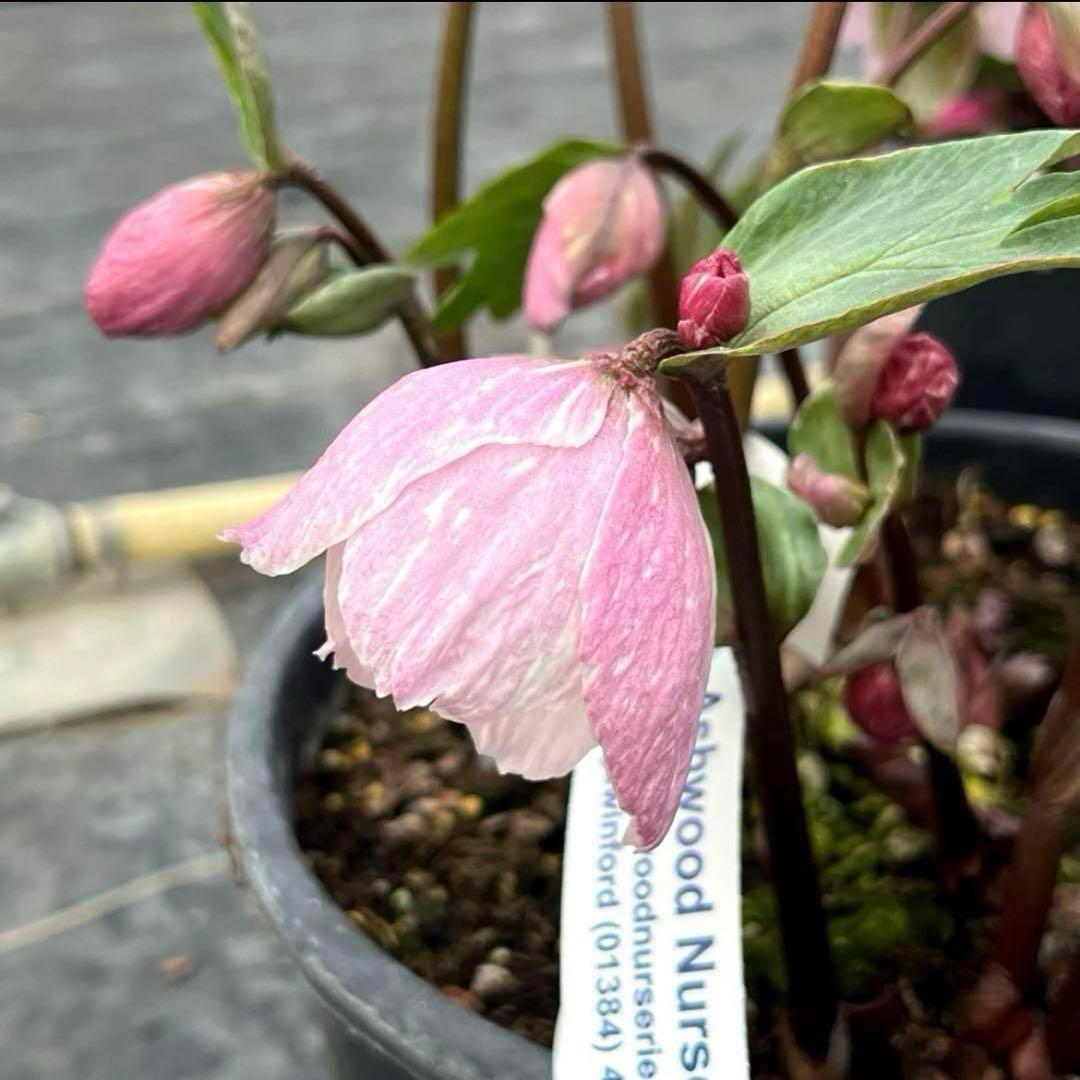 o*r様 527☘️蕾花タグ付☘️超レア☘️BELCHERI⭐️PINK ICE