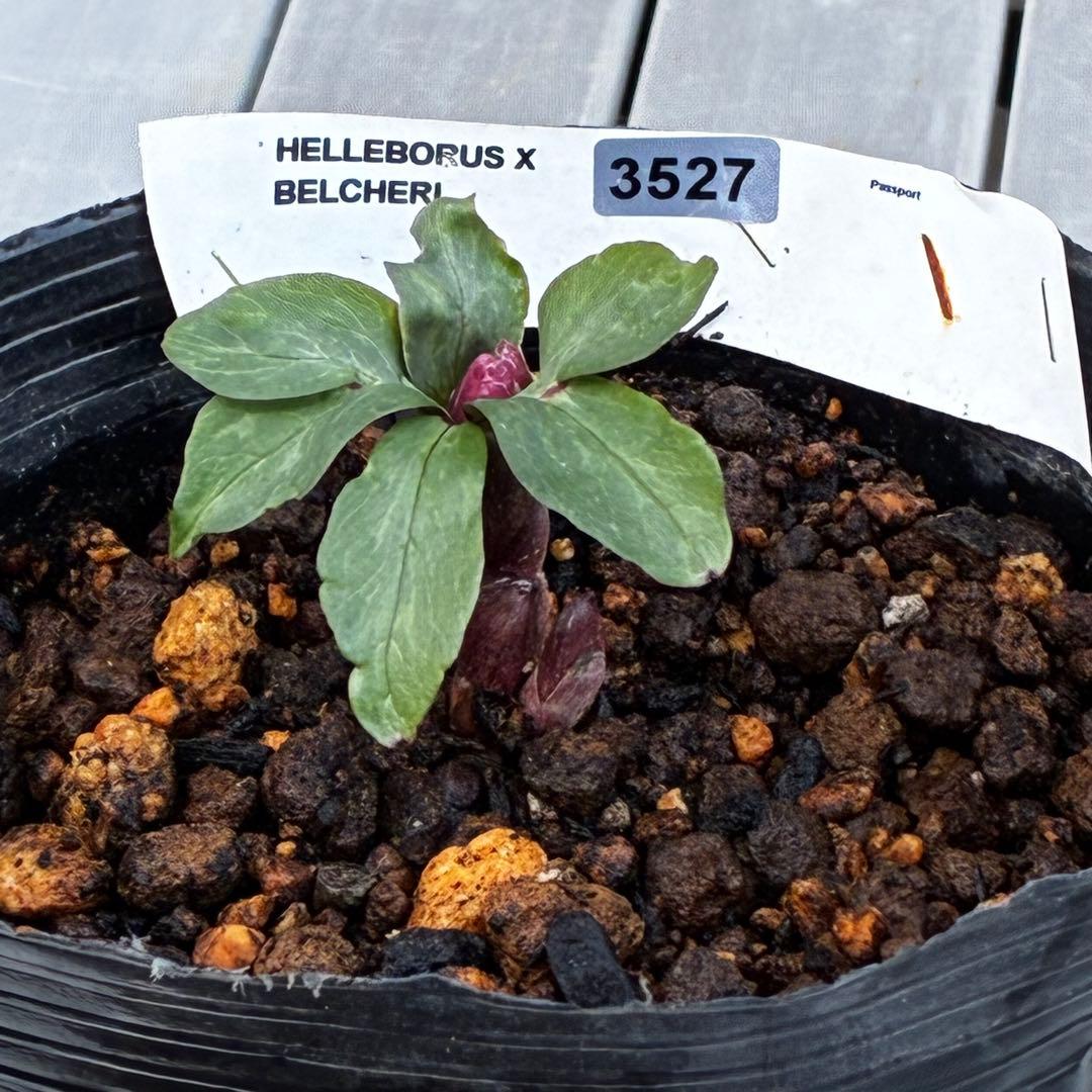 o*r様 527☘️蕾花タグ付☘️超レア☘️BELCHERI⭐️PINK ICE