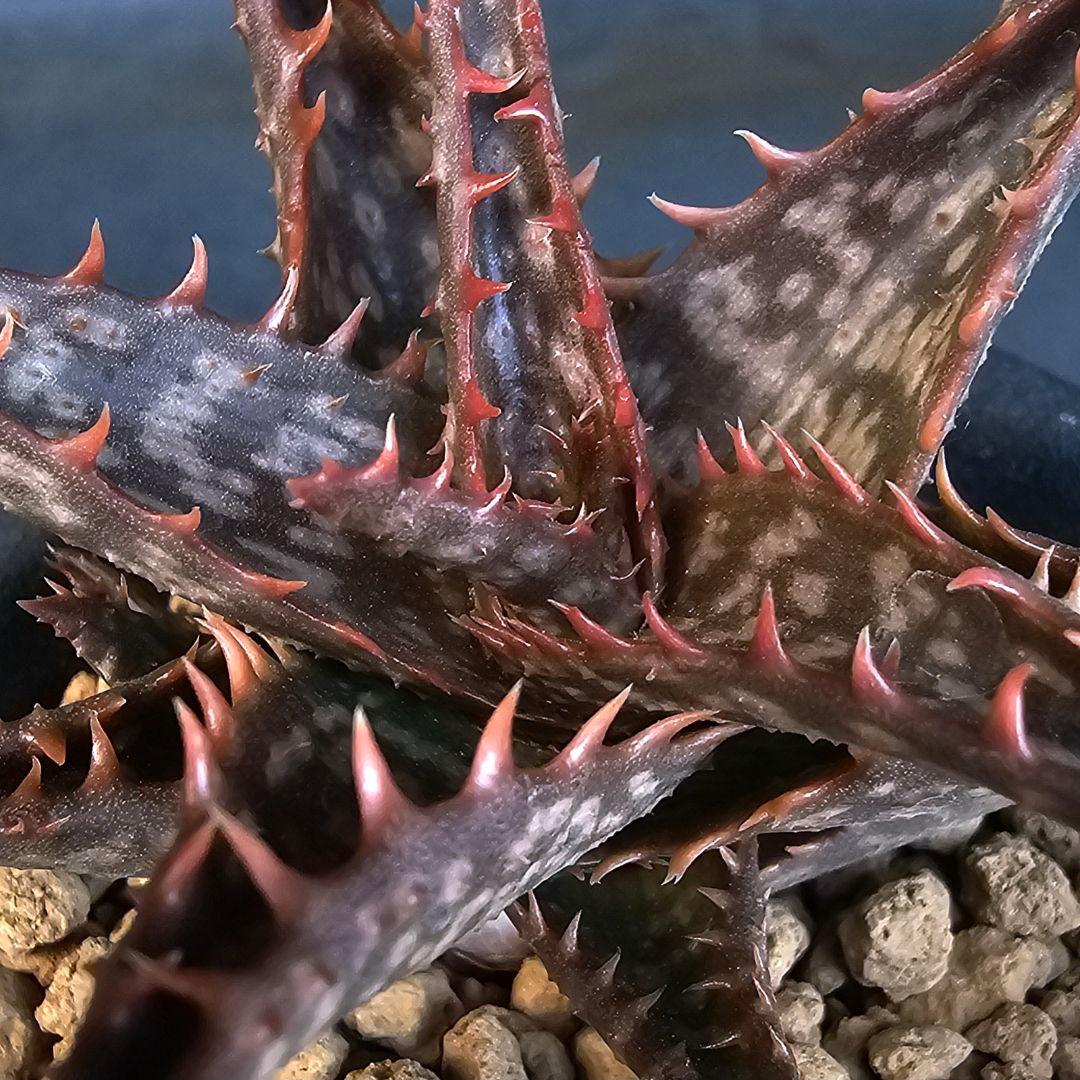 メルカリ便発送☆ドゥラティー様 リクエスト 4点 まとめ商品