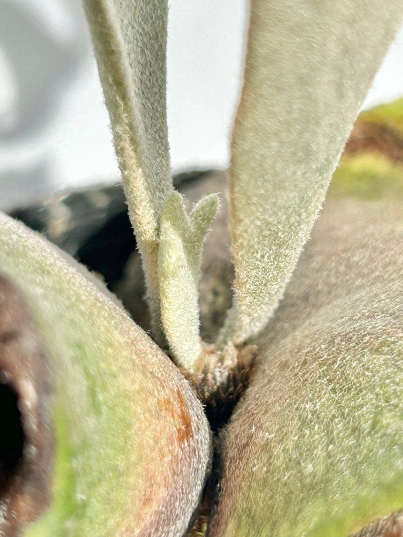 【メルカリ便】P. Willinckii Totoro' （spore）【98】