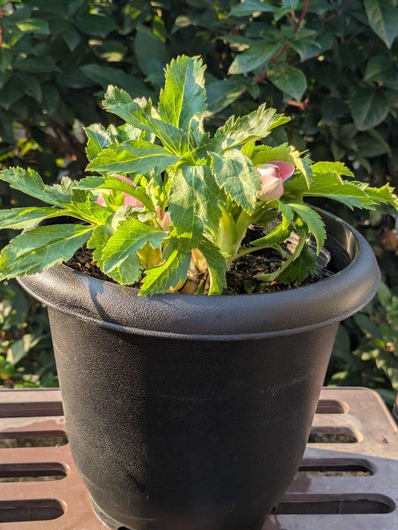 広瀬園芸 クリスマスローズ オーレア系ピンクグラデーション DDリバーシブル