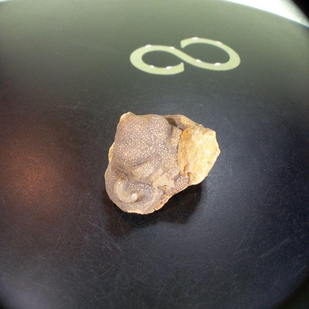 三葉虫　化石　fossil　ボリビア産　trilobite　Bolivia化石③