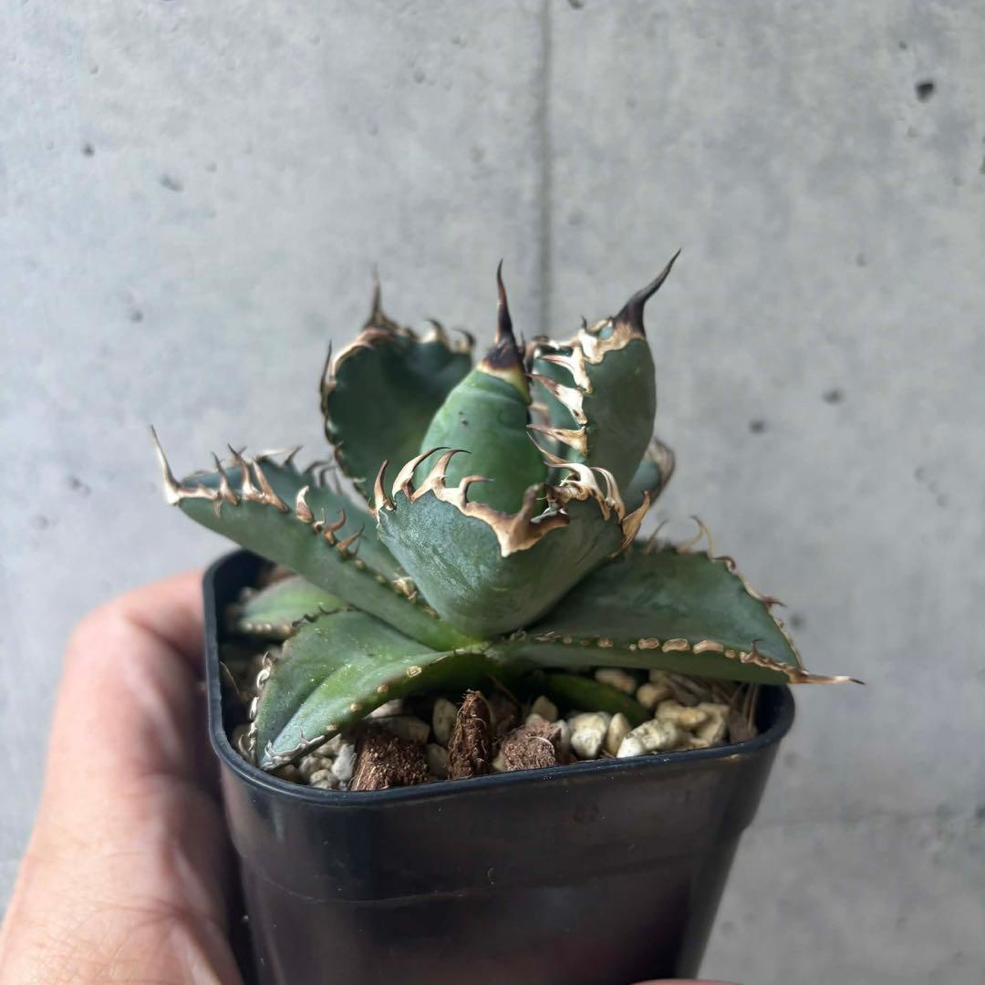 アガベ　オテロイ　選抜株の子株