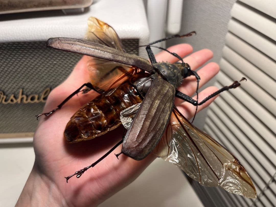 【開翅125mm】スジバネトゲフチオオウスバカミキリ ブルウスバ標本