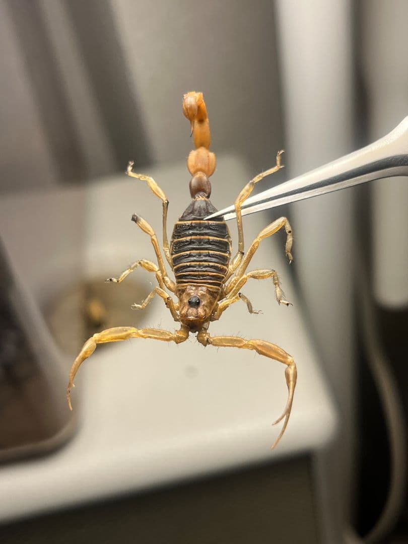 【標本】スーザンシールドテールドスコーピオン 昆虫標本　サソリ
