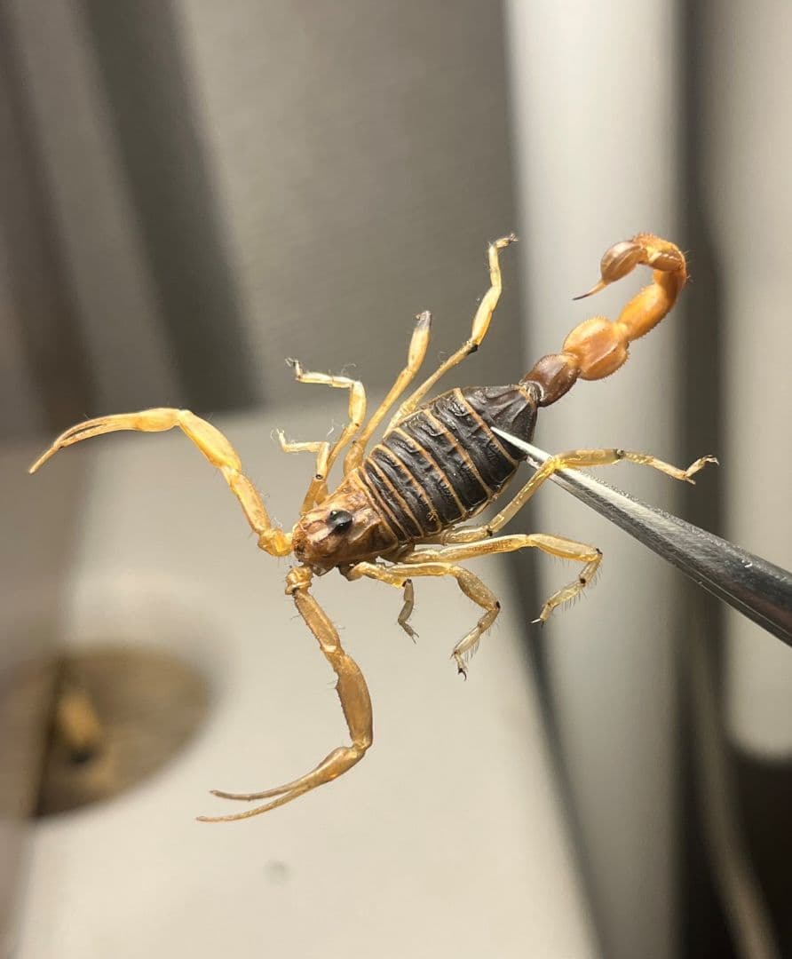 【標本】スーザンシールドテールドスコーピオン 昆虫標本　サソリ